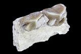 Oreodont Jaw Section With Teeth - South Dakota #82187-1